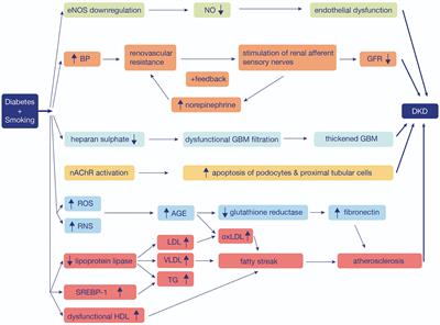 Effects of Smoking on Diabetic Nephropathy